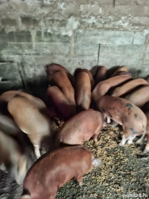 Vand porci Duroc 15-150kg - imagine 2