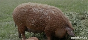 Porc mangalita pentru sacrificat