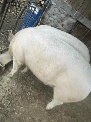 Porc de vânzare  - imagine 2