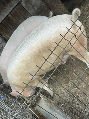 Porc de vânzare  - imagine 4