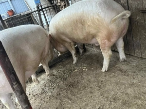 Porc de vânzare  - imagine 3