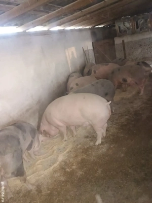 Porci grași pentru sacrificat