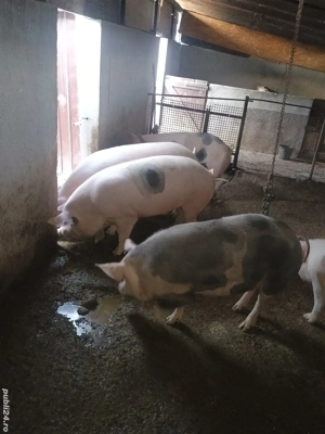 Porci grași pentru sacrificat - imagine 2