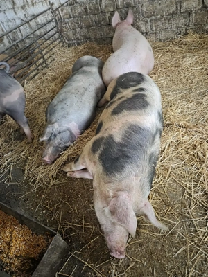 Porci de casa de vânzare, județul Sibiu  - imagine 2