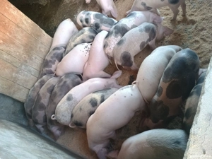 Purcei de vânzare  - imagine 4