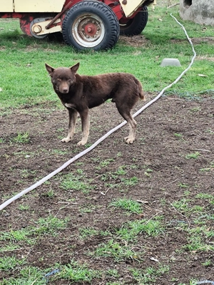 vand caini de intros oi - imagine 5