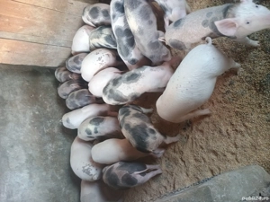 Purcei de vânzare  - imagine 2