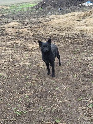 vand caini de intros oi