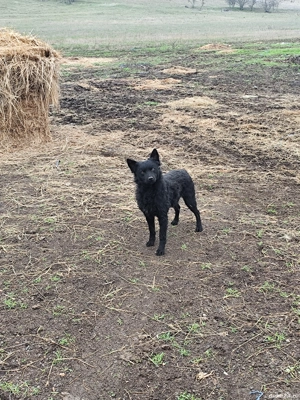 vand caini de intros oi - imagine 2