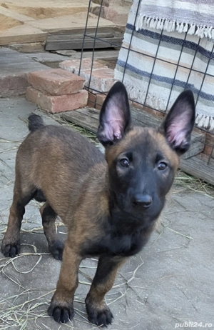 Pui Belgian Malinois   3 luni   cu acte și vaccinați - imagine 4