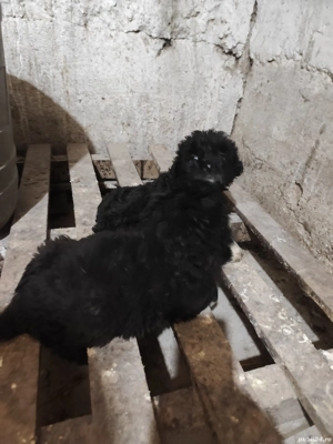 vand caini de intros oi - imagine 4