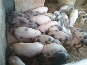 Purcei de vânzare  - imagine 3