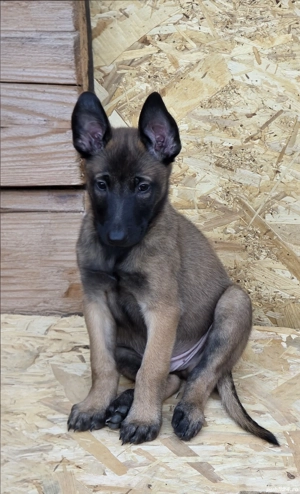 Pui Belgian Malinois   3 luni   cu acte și vaccinați - imagine 3