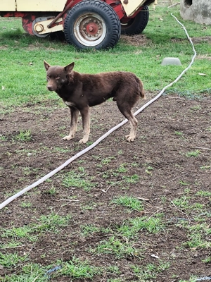 vand caini de intros oi - imagine 3