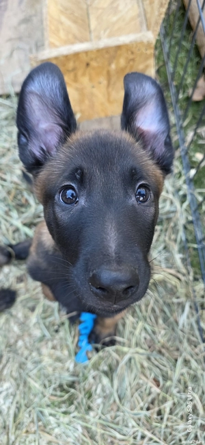 Pui Belgian Malinois   3 luni   cu acte și vaccinați