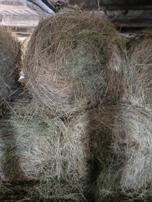 Vând baloti rotunzi de fan și de lucernă coasă 2