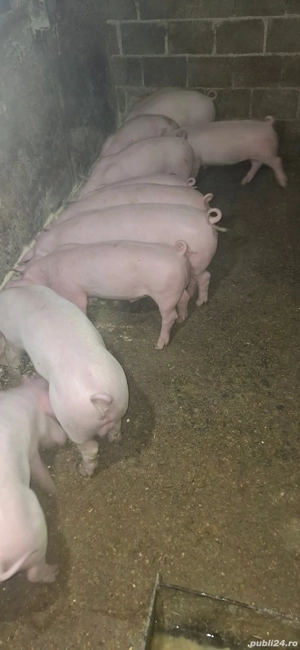 vând 10 purcei de 13 săptămâni rasa de calitate marele alb 7 mascul castrați 3 femele 25 kg