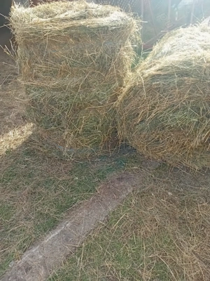 Vând baloti rotunzi de fan și de lucernă coasă 2 - imagine 4