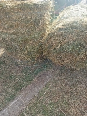 Vând baloti rotunzi de fan și de lucernă coasă 2 - imagine 5