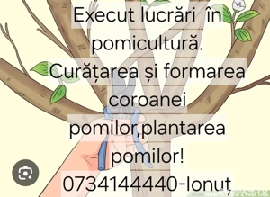 Curățare,formare,plantare pomi fructiferi!  