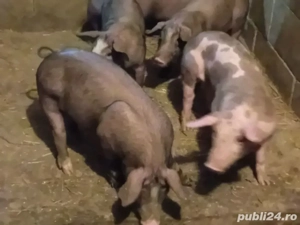 purcei de vanzare rasa petrain ,duroc ,marele alb ,de la 25 kg la 45 kg pret de lav600 la 800 buc  - imagine 3
