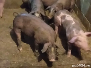 purcei de vanzare rasa petrain ,duroc ,marele alb ,de la 25 kg la 45 kg pret de lav600 la 800 buc  - imagine 2