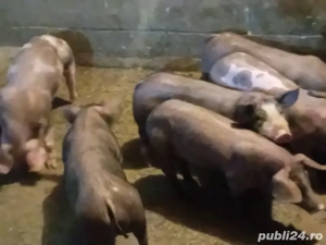 purcei de vanzare rasa petrain ,duroc ,marele alb ,de la 25 kg la 45 kg pret de lav600 la 800 buc 