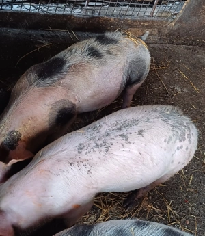 Porci 35 40 kg jud buzau 