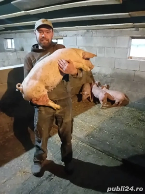 purcei de vanzare rasa petrain ,duroc ,marele alb ,de la 25 kg la 45 kg pret de lav600 la 800 buc  - imagine 5