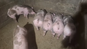 Purcei pietrain monta artificiala - imagine 2