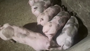 Purcei pietrain monta artificiala - imagine 3