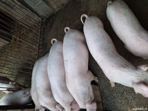 purcei de vânzare  - imagine 2