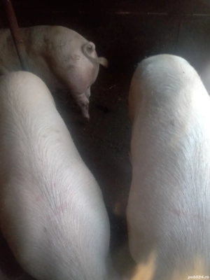 Vand Porci - imagine 3