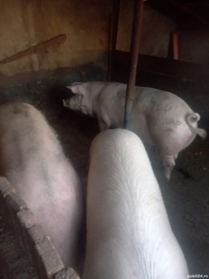 Vand Porci - imagine 4