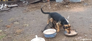 vand cateii - imagine 2