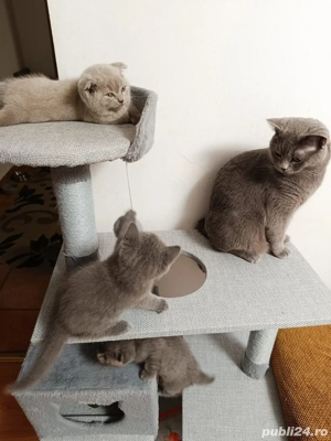 vand pui de british - imagine 3