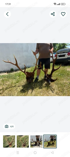 Trofeu coarne de cerb anul 1990!