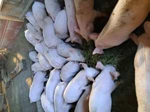 Vând purcei de 10 săptămâni vaccinați, și castrați.  - imagine 3