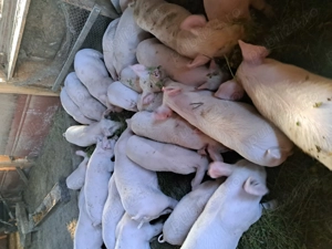 Vând purcei de 10 săptămâni vaccinați, și castrați.  - imagine 4