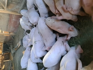 Vând purcei de 10 săptămâni vaccinați, și castrați.  - imagine 2