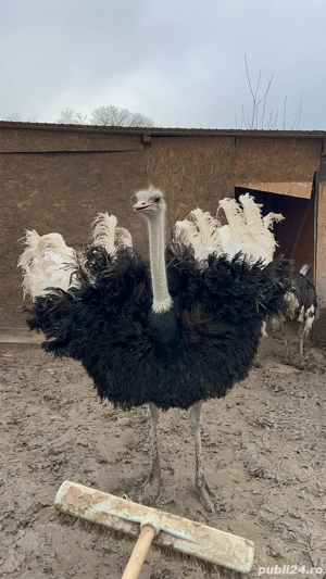 Struti vii sau carcasa  - imagine 4