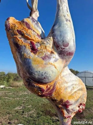 Struti vii sau carcasa 