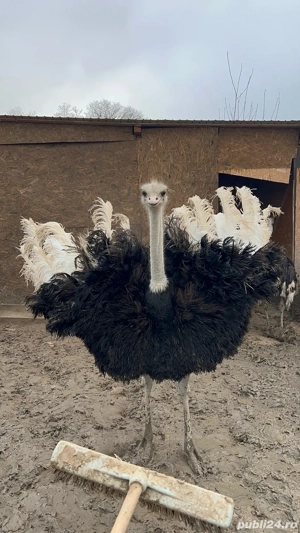 Struti vii sau carcasa  - imagine 5