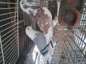 vand voiajori standard  - imagine 4