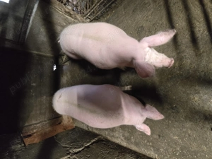 Vand porci pentru Craciun 