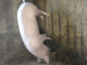 Vand porci pentru Craciun  - imagine 2