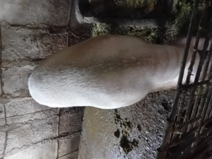 Porc  de. Vânzare .