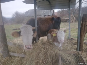 vaci Balzata Romanesca