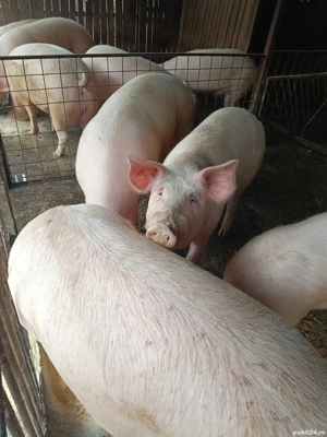 vand porci 