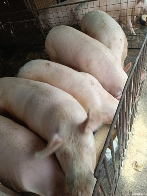 vand porci  - imagine 3